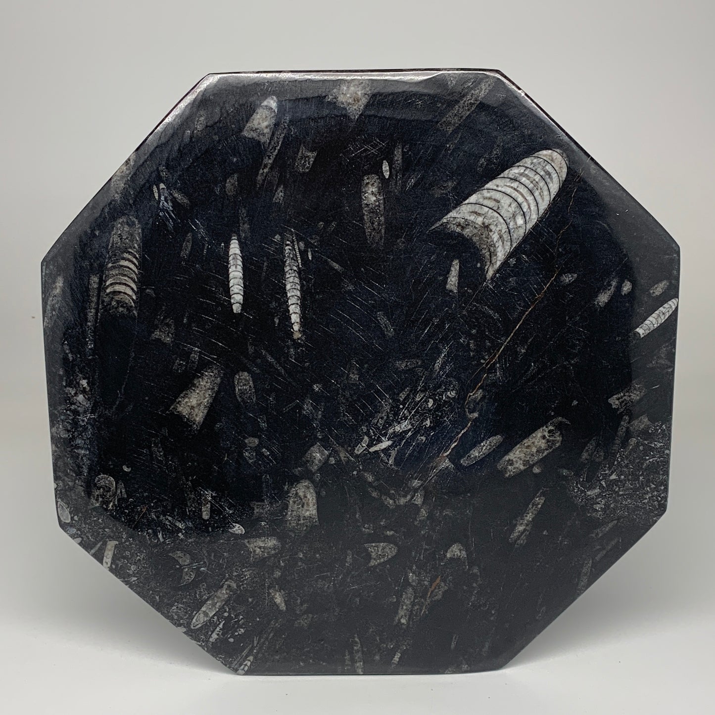 2pcs, 12" Large Octagon Shape Black Fossils Orthoceras Plates @Morocco, B8343