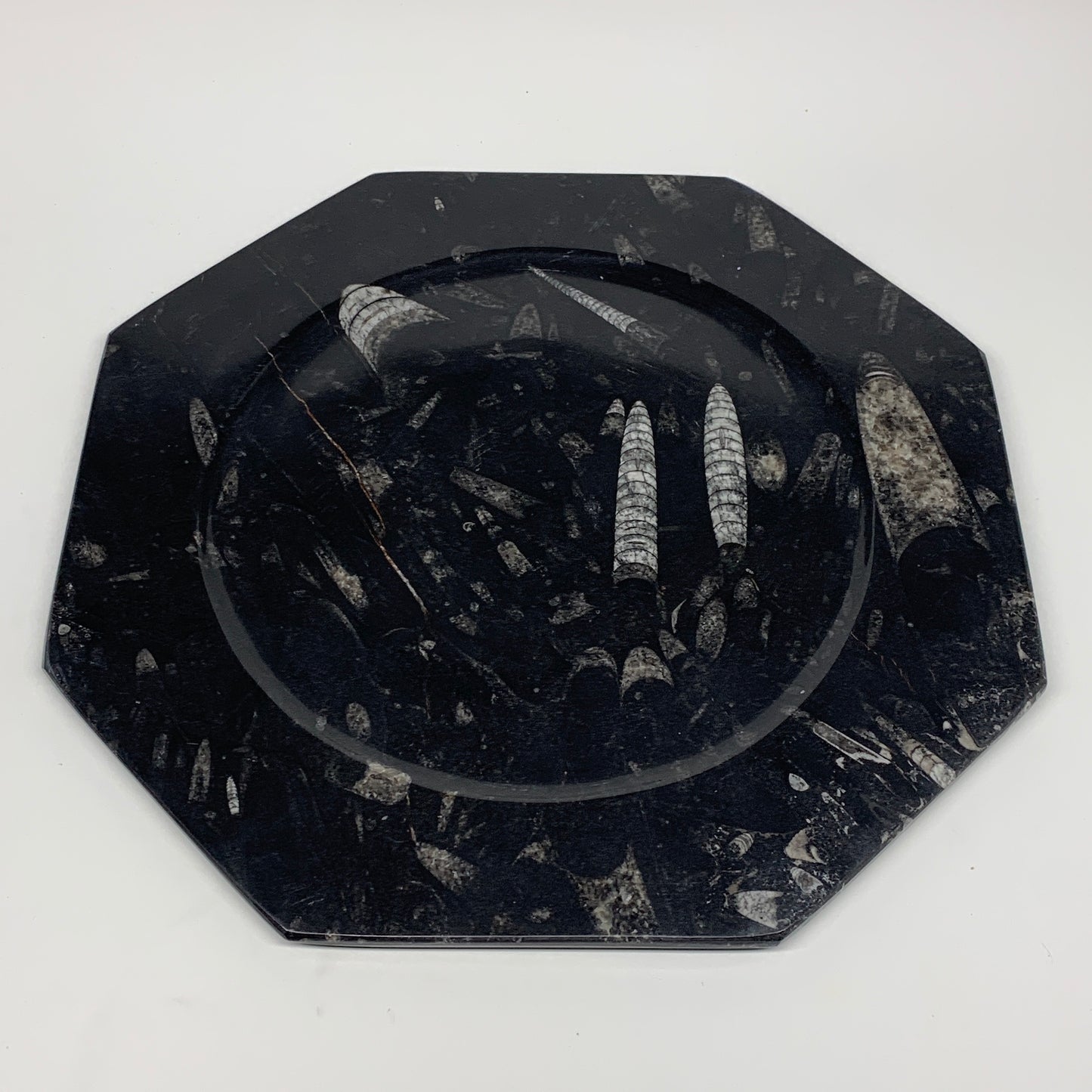 2pcs, 12" Large Octagon Shape Black Fossils Orthoceras Plates @Morocco, B8343