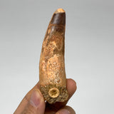 43.1g, 3.5"X1"x 0.8", Rare Natural Fossils Spinosaurus Tooth from Morocco, F3215