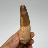 43.1g, 3.5"X1"x 0.8", Rare Natural Fossils Spinosaurus Tooth from Morocco, F3215