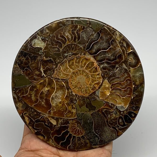 218.6g, 4.4"x0.4", Ammonite coaster fossils made round disc @Madagascar, B15023