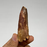 30.3g, 3"X0.9"x 0.9", Rare Natural Fossils Spinosaurus Tooth from Morocco, F3216