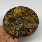 235g, 4.4"x0.5", Ammonite coaster fossils made round disc @Madagascar, B15024
