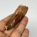 30.3g, 3"X0.9"x 0.9", Rare Natural Fossils Spinosaurus Tooth from Morocco, F3216