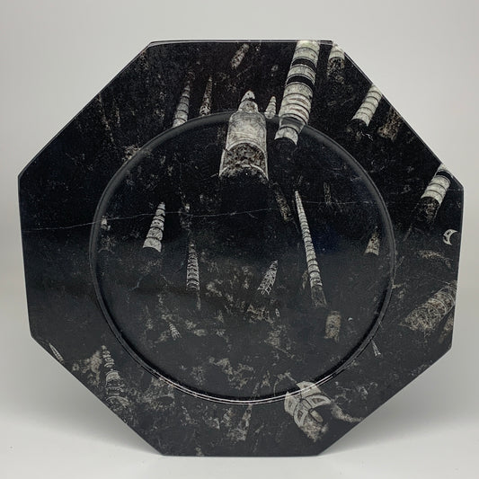 2pcs, 12" Large Octagon Shape Black Fossils Orthoceras Plates @Morocco, B8345