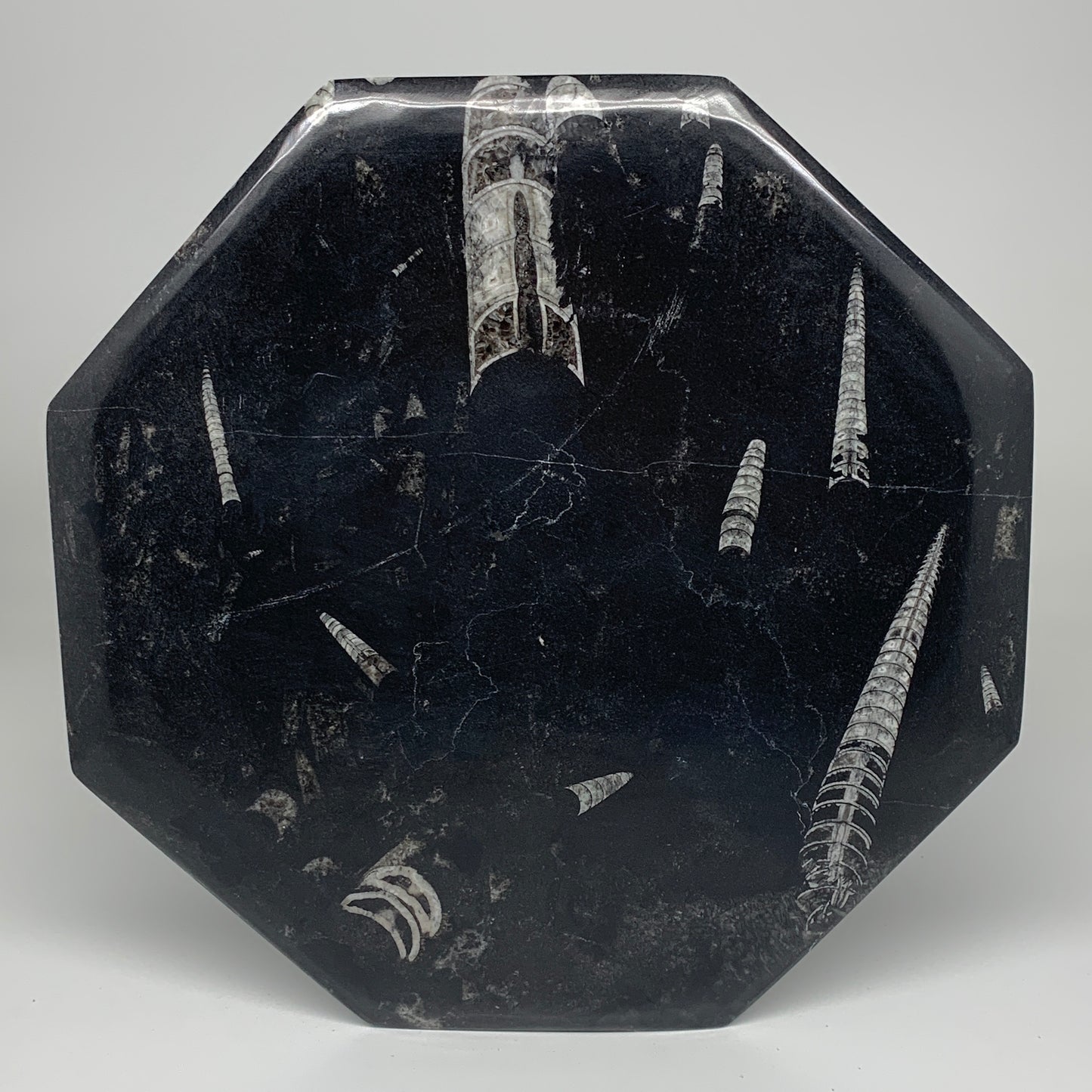 2pcs, 12" Large Octagon Shape Black Fossils Orthoceras Plates @Morocco, B8345