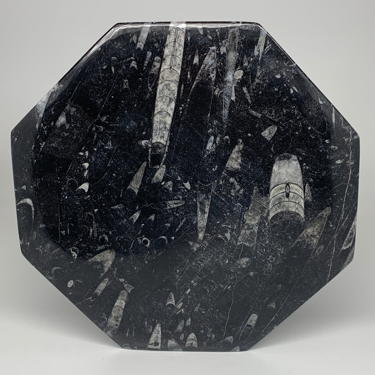 2pcs, 12" Large Octagon Shape Black Fossils Orthoceras Plates @Morocco, B8345