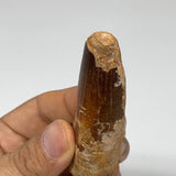 42g, 3.3"X1"x 0.9", Rare Natural Fossils Spinosaurus Tooth from Morocco, F3217