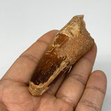 42g, 3.3"X1"x 0.9", Rare Natural Fossils Spinosaurus Tooth from Morocco, F3217