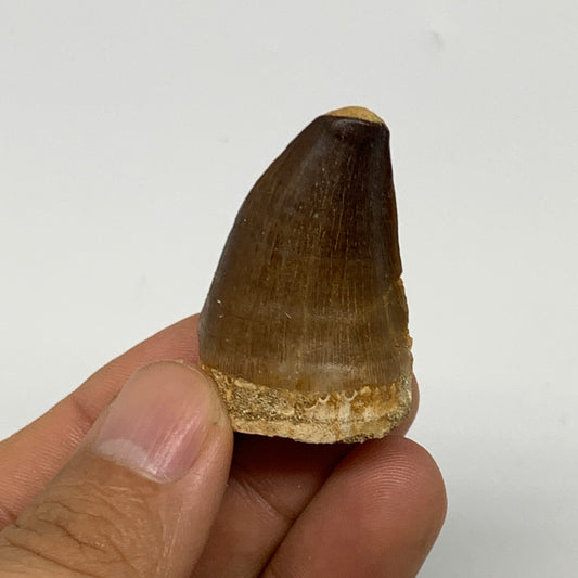 19.5g, 1.5"X1"x0.8" Fossil Mosasaur Tooth reptiles, Cretaceous @Morocco, B23761