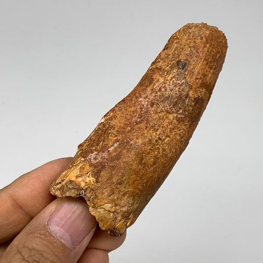 52.9g, 3.2"X1.1"x 1", Rare Natural Fossils Spinosaurus Tooth from Morocco, F3218