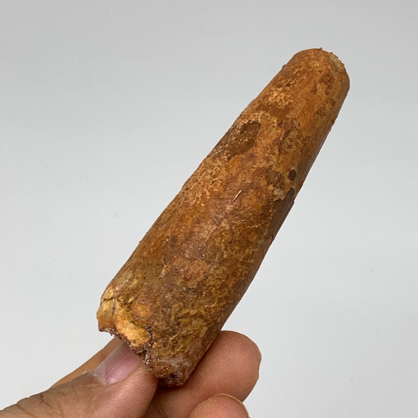 52.9g, 3.2"X1.1"x 1", Rare Natural Fossils Spinosaurus Tooth from Morocco, F3218