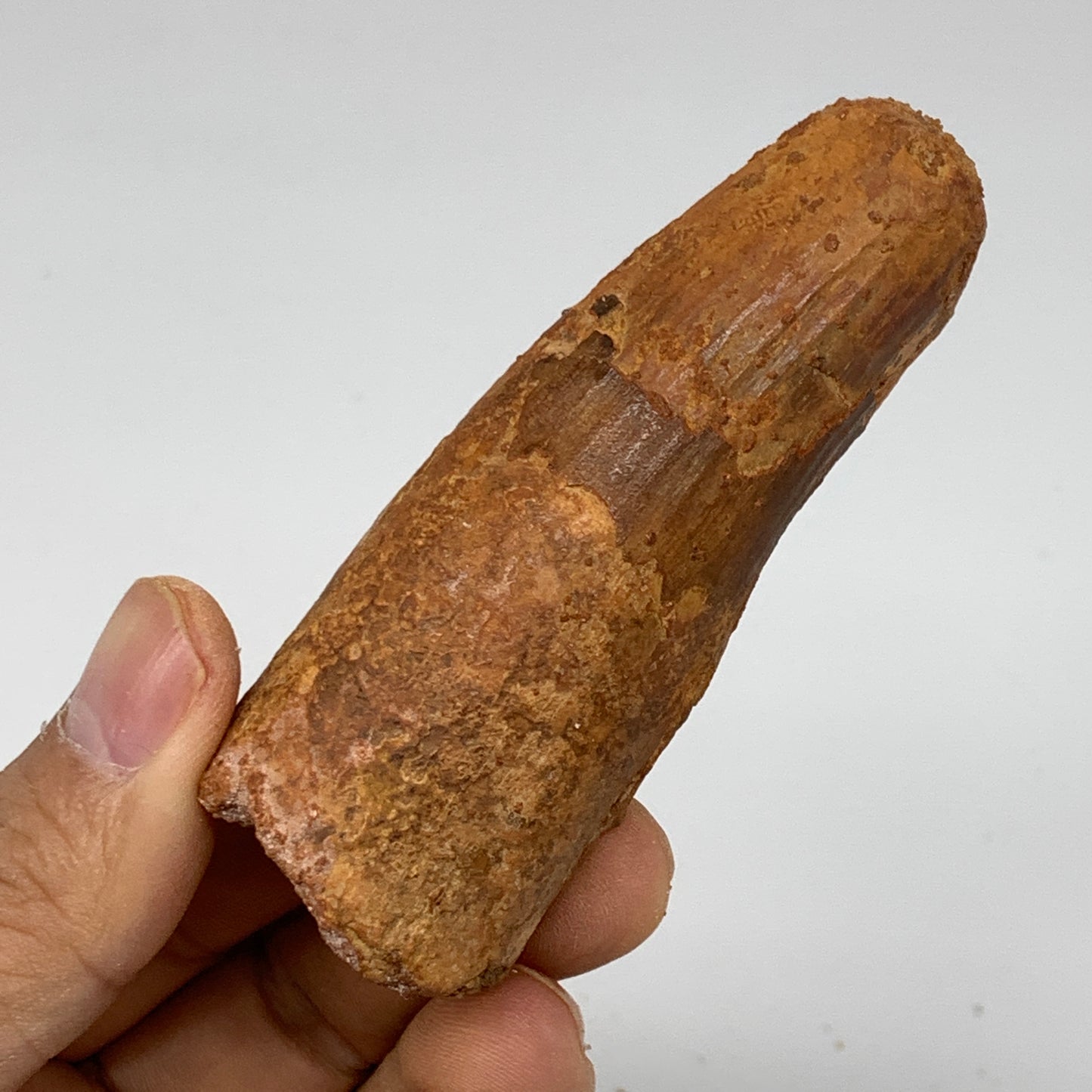 52.9g, 3.2"X1.1"x 1", Rare Natural Fossils Spinosaurus Tooth from Morocco, F3218