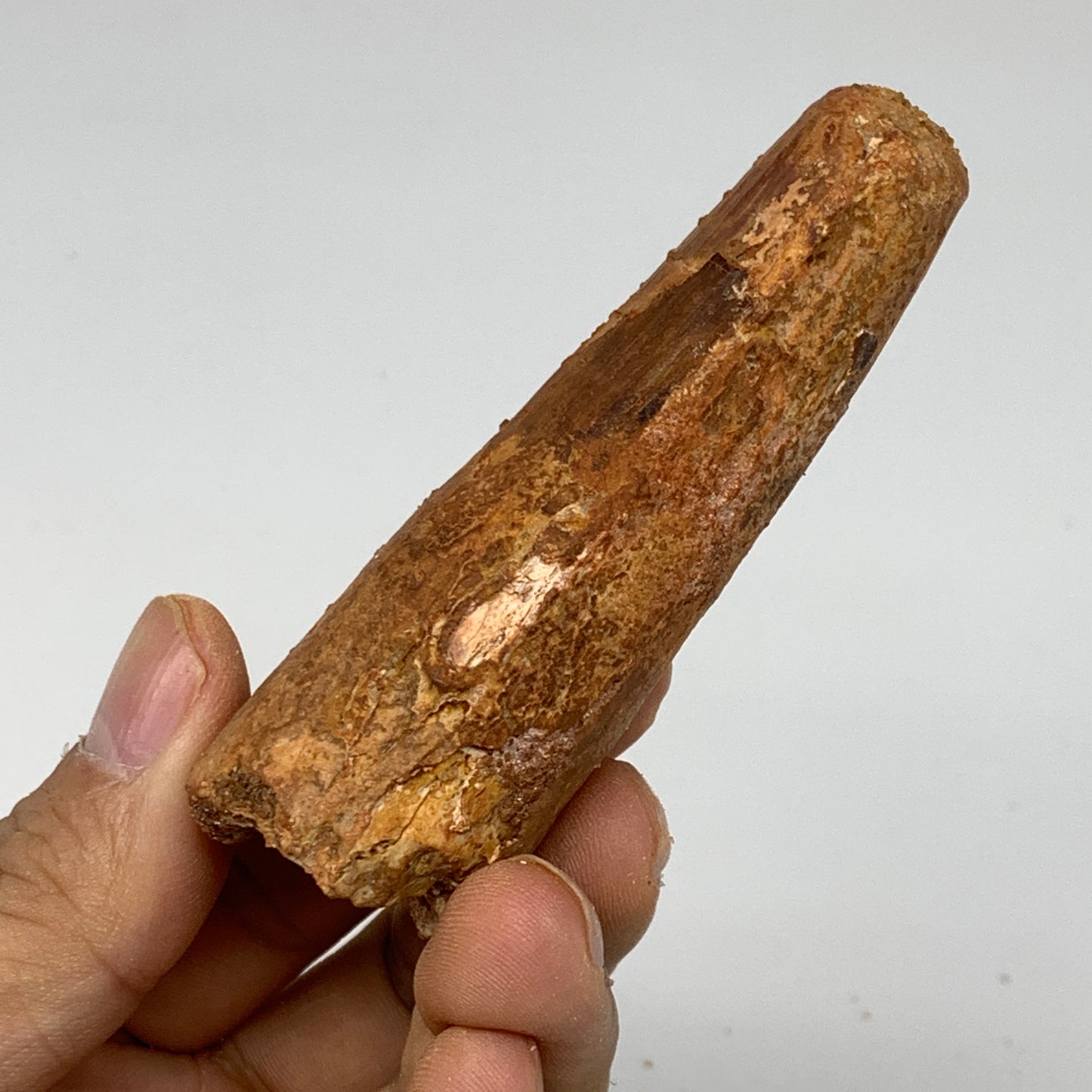 52.9g, 3.2"X1.1"x 1", Rare Natural Fossils Spinosaurus Tooth from Morocco, F3218