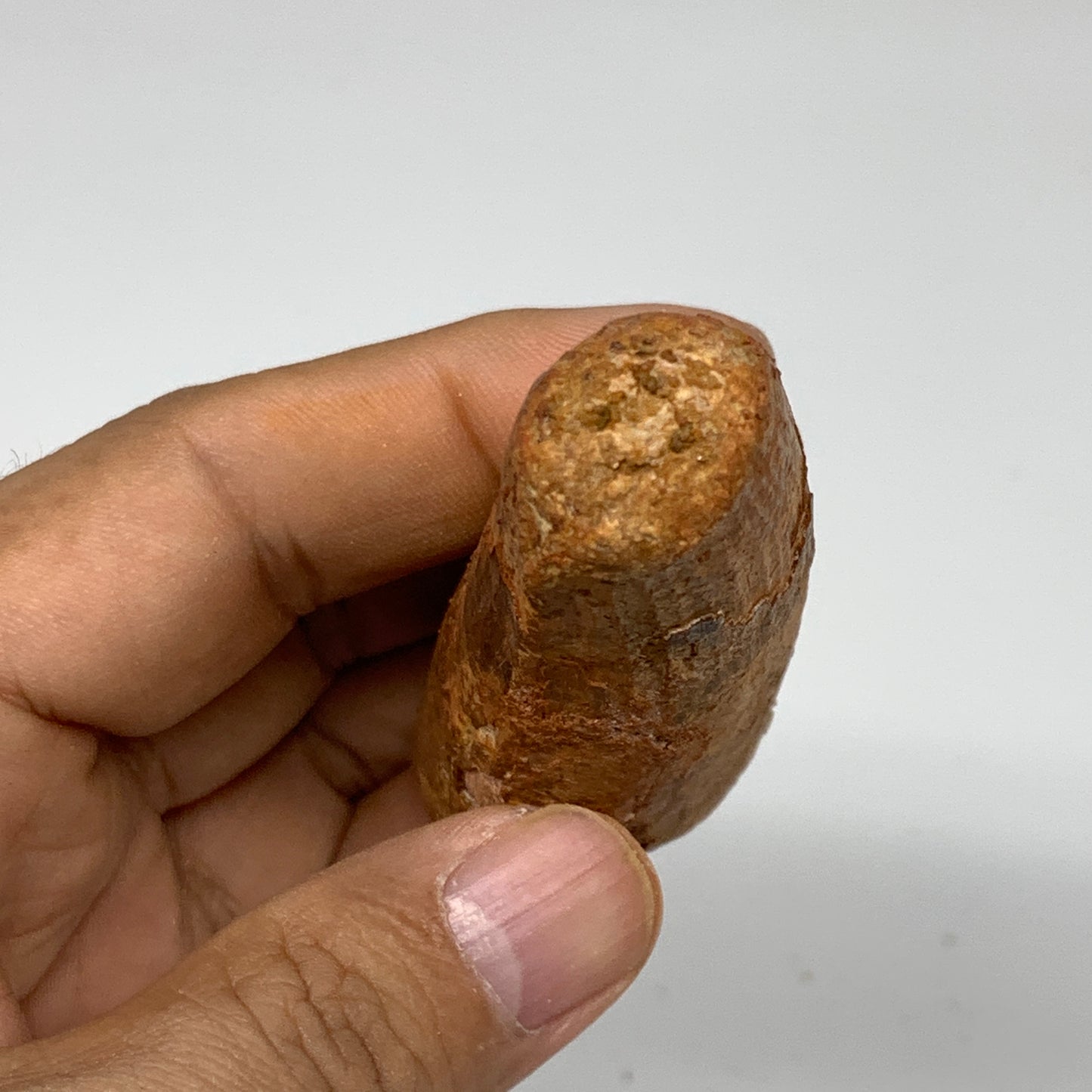 52.9g, 3.2"X1.1"x 1", Rare Natural Fossils Spinosaurus Tooth from Morocco, F3218