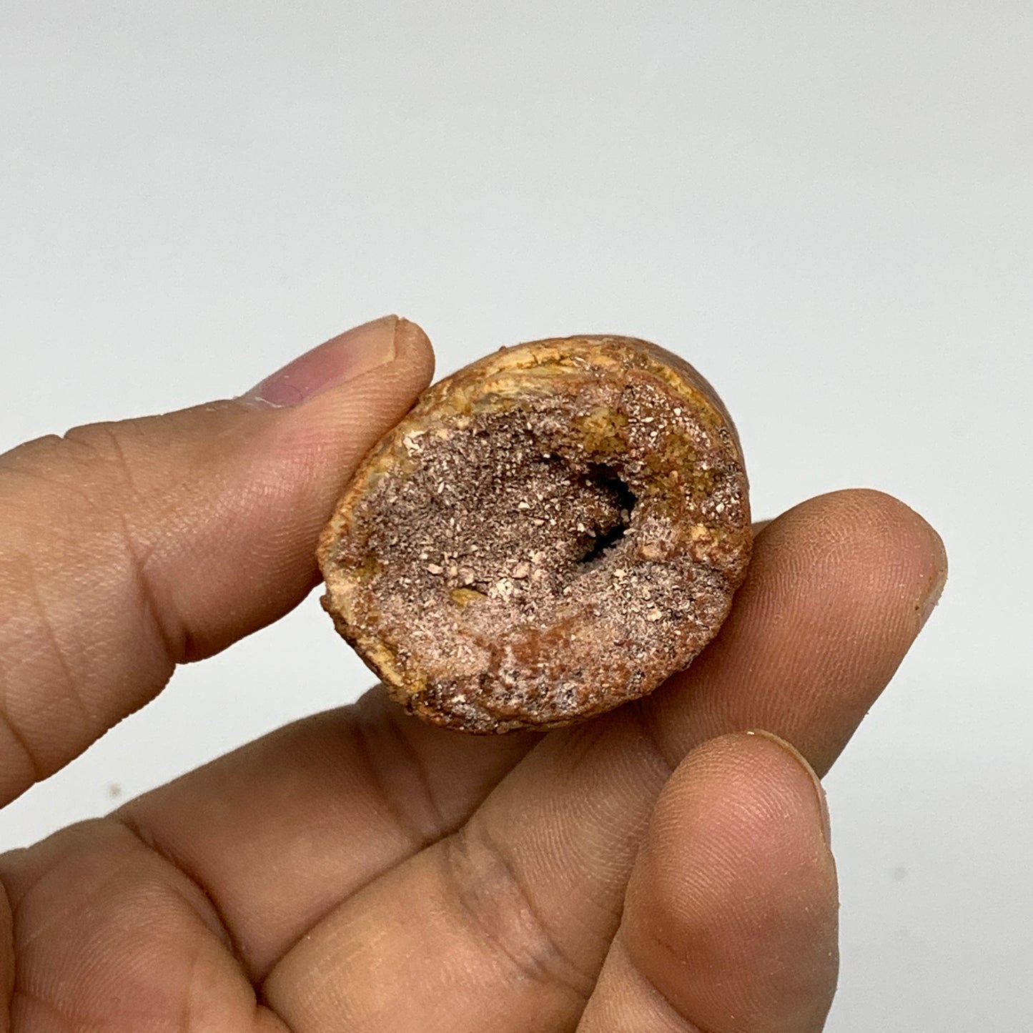 52.9g, 3.2"X1.1"x 1", Rare Natural Fossils Spinosaurus Tooth from Morocco, F3218