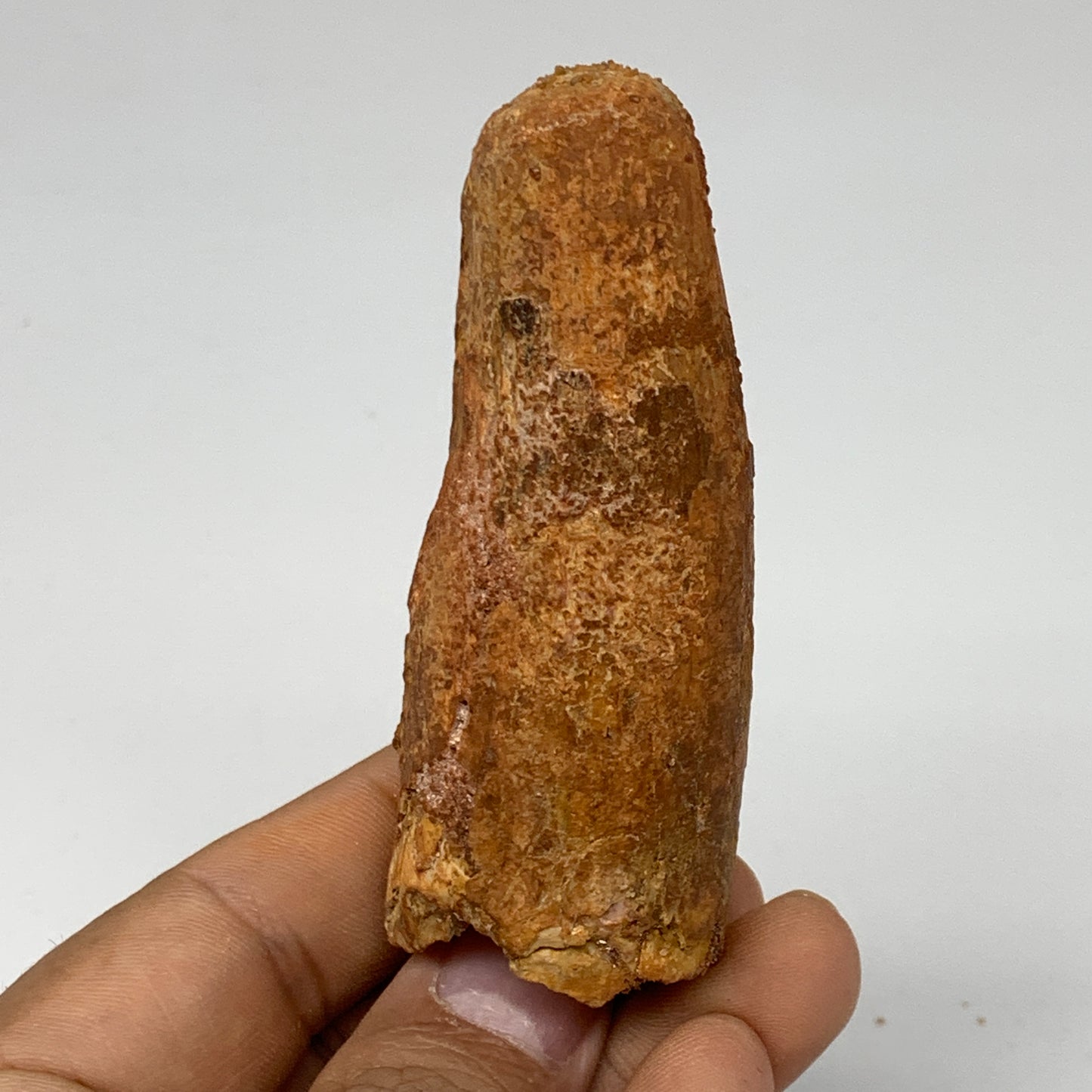 52.9g, 3.2"X1.1"x 1", Rare Natural Fossils Spinosaurus Tooth from Morocco, F3218