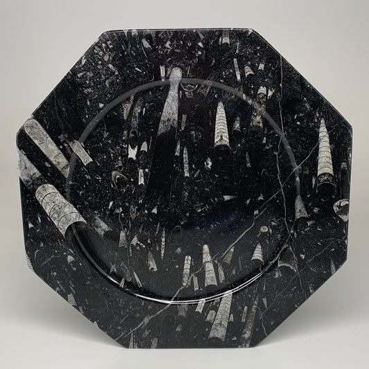 2pcs, 12" Large Octagon Shape Black Fossils Orthoceras Plates @Morocco, B8347