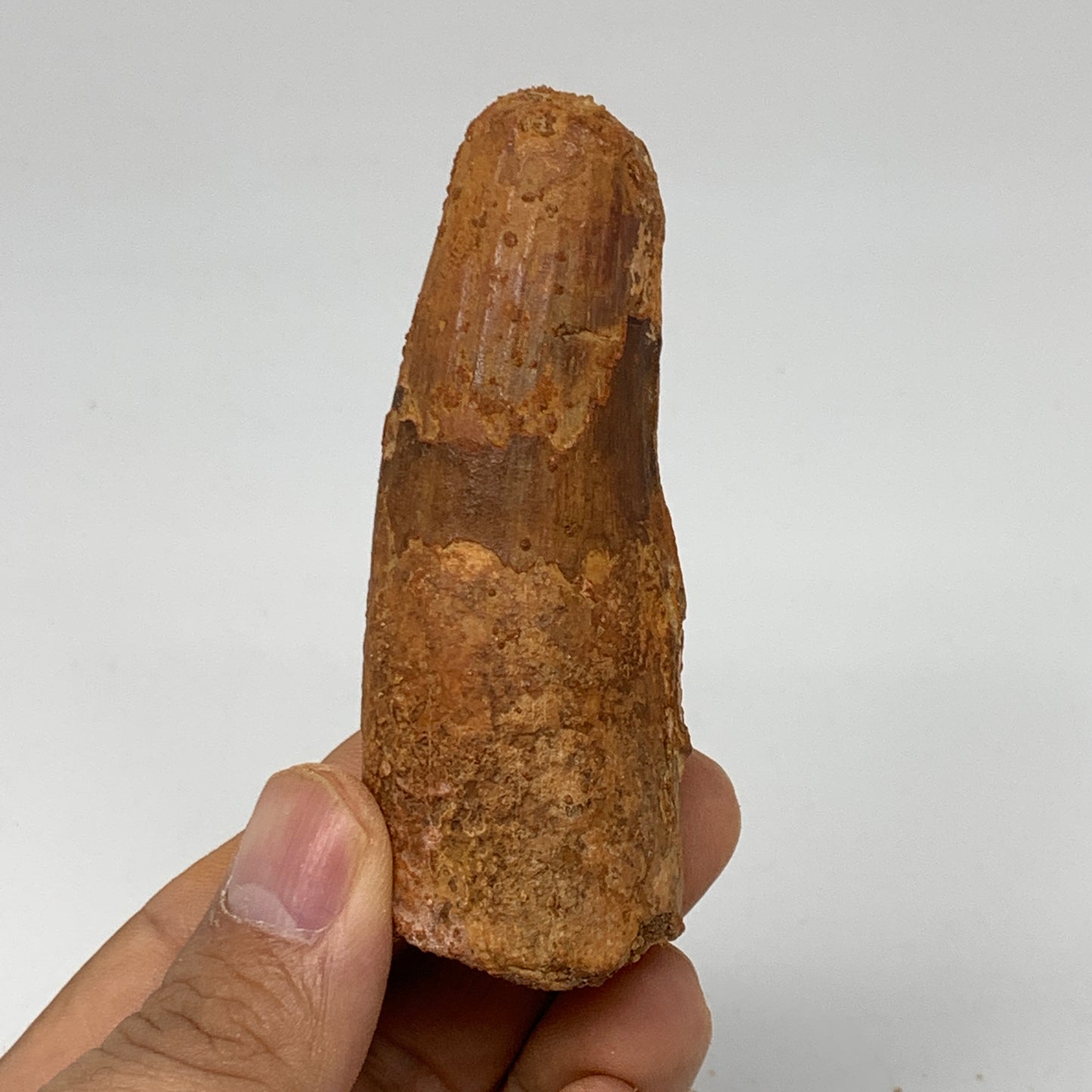 52.9g, 3.2"X1.1"x 1", Rare Natural Fossils Spinosaurus Tooth from Morocco, F3218