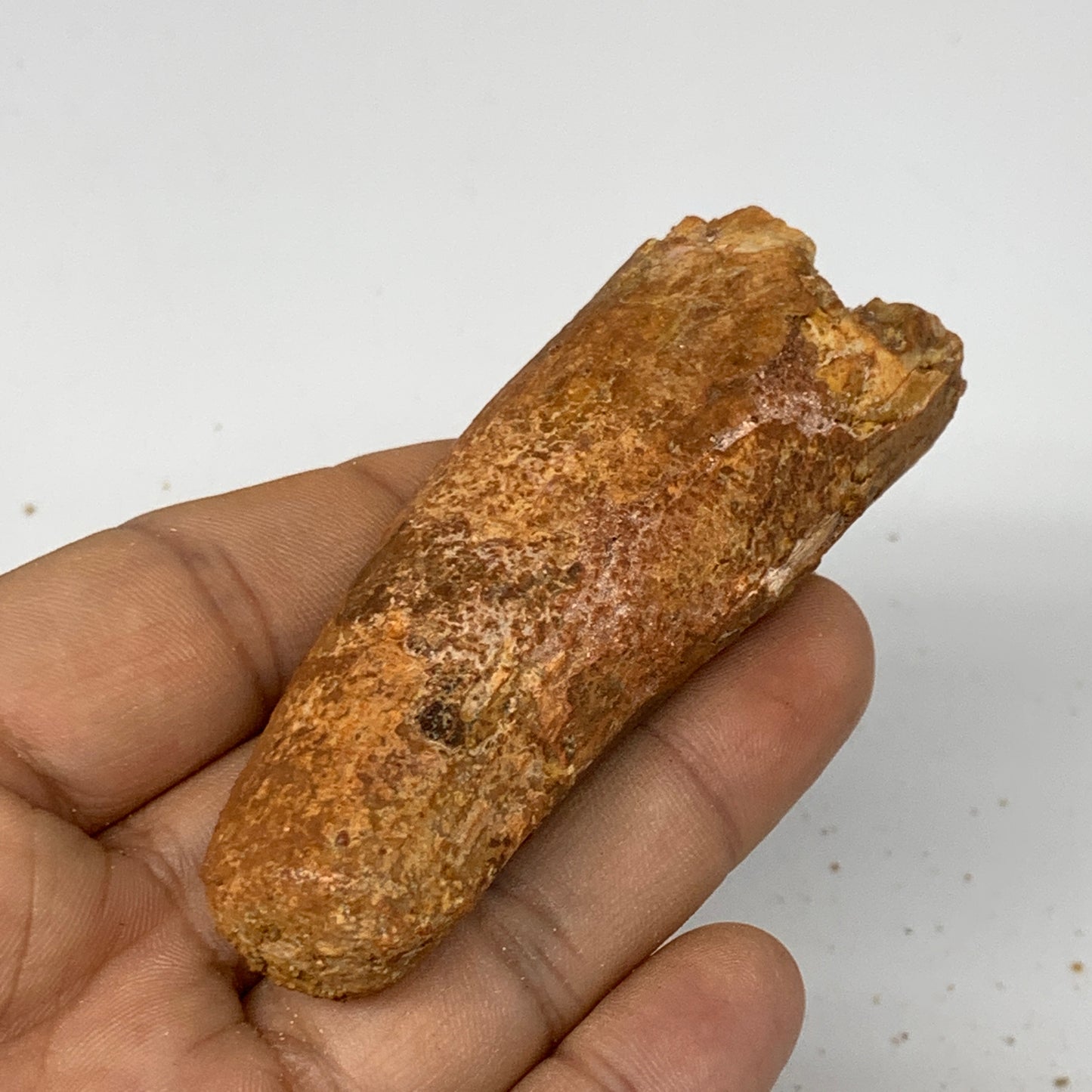 52.9g, 3.2"X1.1"x 1", Rare Natural Fossils Spinosaurus Tooth from Morocco, F3218