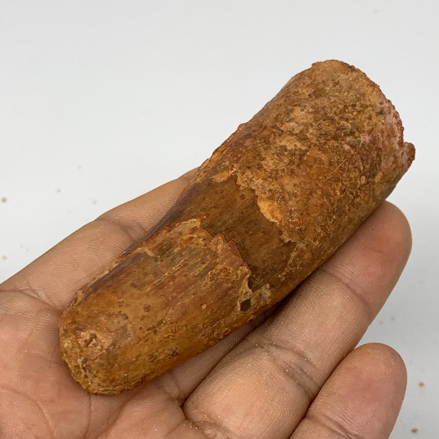 52.9g, 3.2"X1.1"x 1", Rare Natural Fossils Spinosaurus Tooth from Morocco, F3218