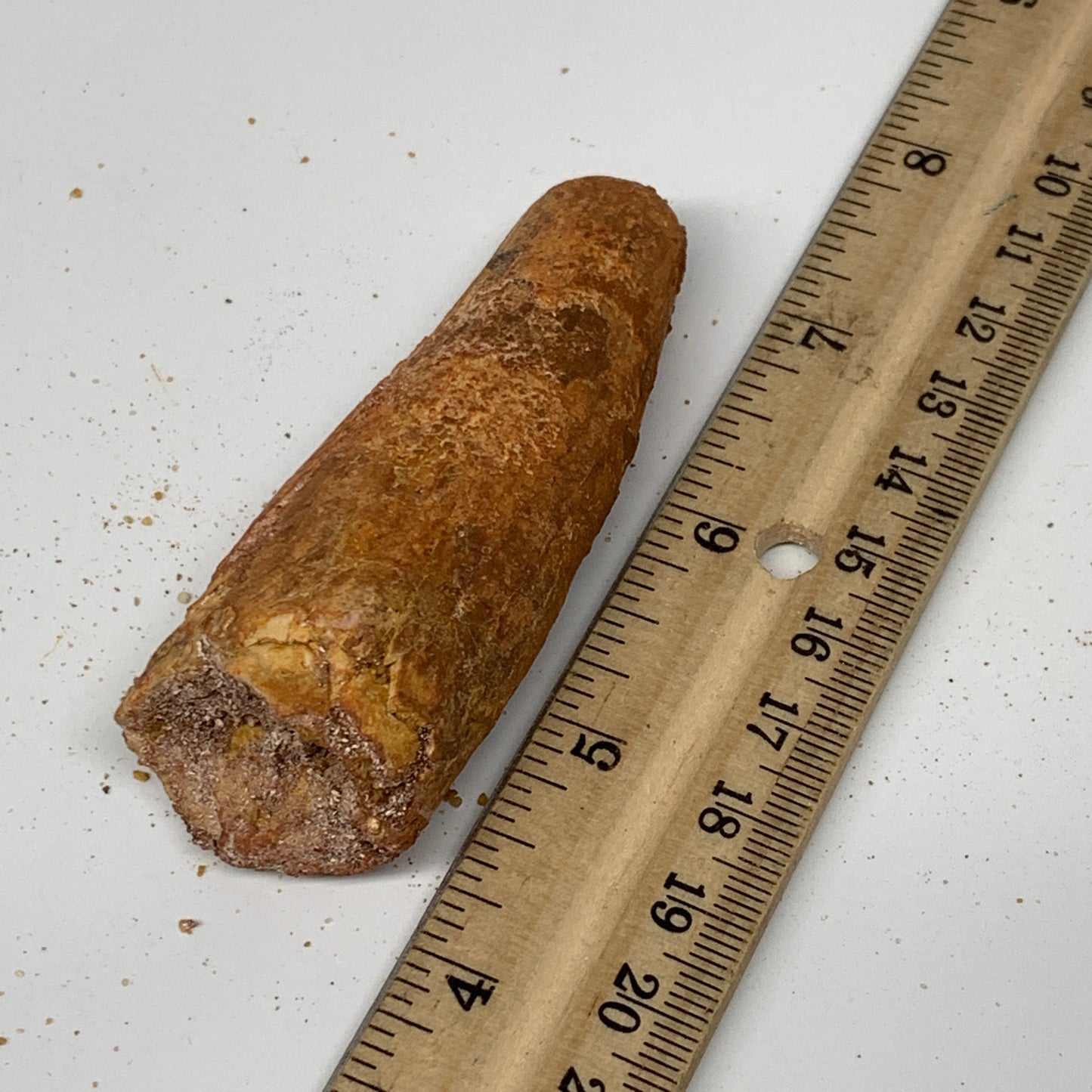 52.9g, 3.2"X1.1"x 1", Rare Natural Fossils Spinosaurus Tooth from Morocco, F3218