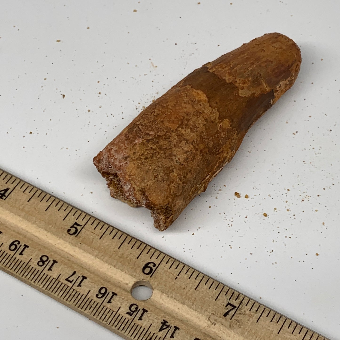 52.9g, 3.2"X1.1"x 1", Rare Natural Fossils Spinosaurus Tooth from Morocco, F3218