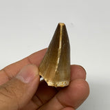 22.2g, 1.8"X1.1"x0.9" Fossil Mosasaur Tooth reptiles, Cretaceous @Morocco, B2376