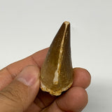 22.2g, 1.8"X1.1"x0.9" Fossil Mosasaur Tooth reptiles, Cretaceous @Morocco, B2376