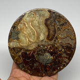 191.8g, 4.4"x0.4", Ammonite coaster fossils made round disc @Madagascar, B15028