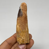 49.7g, 3.5"X1"x 0.8", Rare Natural Fossils Spinosaurus Tooth from Morocco, F3219