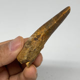 21.1g, 2.7"X0.8"x 0.6", Rare Natural Fossils Spinosaurus Tooth from Morocco, F32