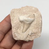 53.9g,2.1"X1.8"x1"Otodus Fossil Shark Tooth Mounted on Matrix @Morocco,MF1989