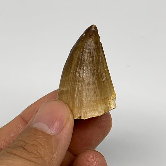14.3g, 1.5"X1"x0.8" Fossil Mosasaur Tooth reptiles, Cretaceous @Morocco, B23764