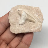 53.9g,2.1"X1.8"x1"Otodus Fossil Shark Tooth Mounted on Matrix @Morocco,MF1989