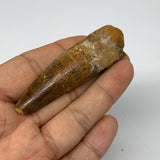21.1g, 2.7"X0.8"x 0.6", Rare Natural Fossils Spinosaurus Tooth from Morocco, F32