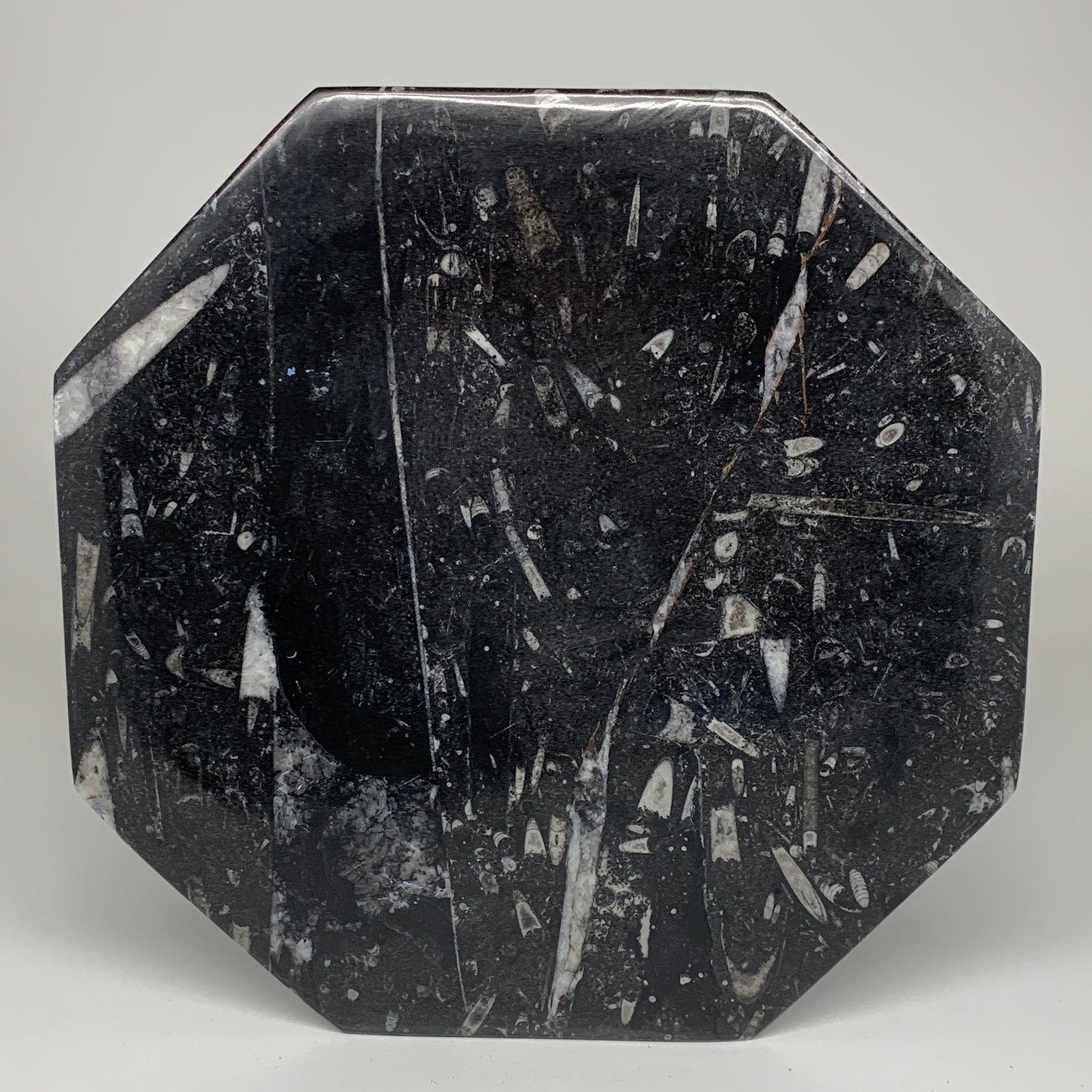 2pcs, 12" Large Octagon Shape Black Fossils Orthoceras Plates @Morocco, B8350