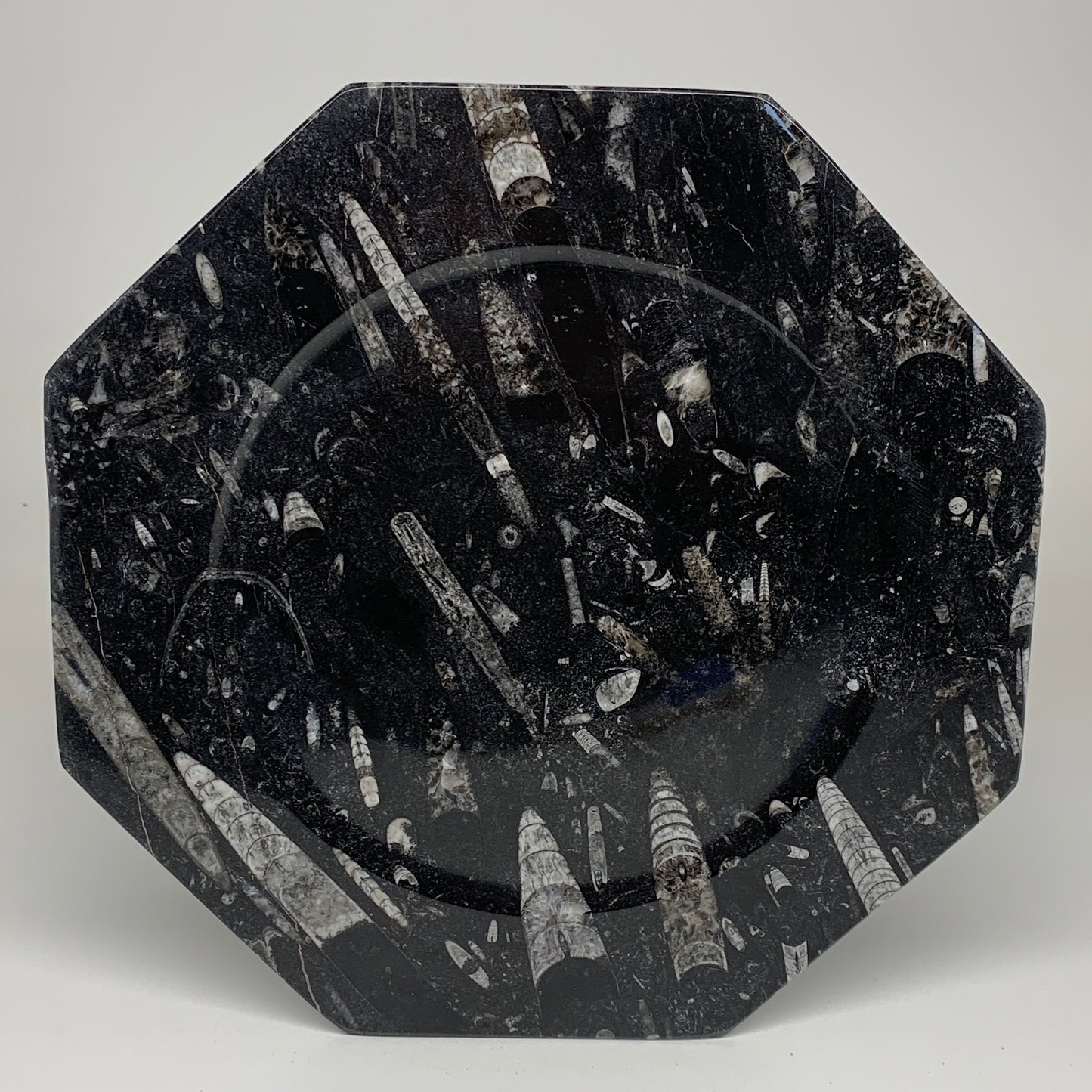 2pcs, 12" Large Octagon Shape Black Fossils Orthoceras Plates @Morocco, B8350