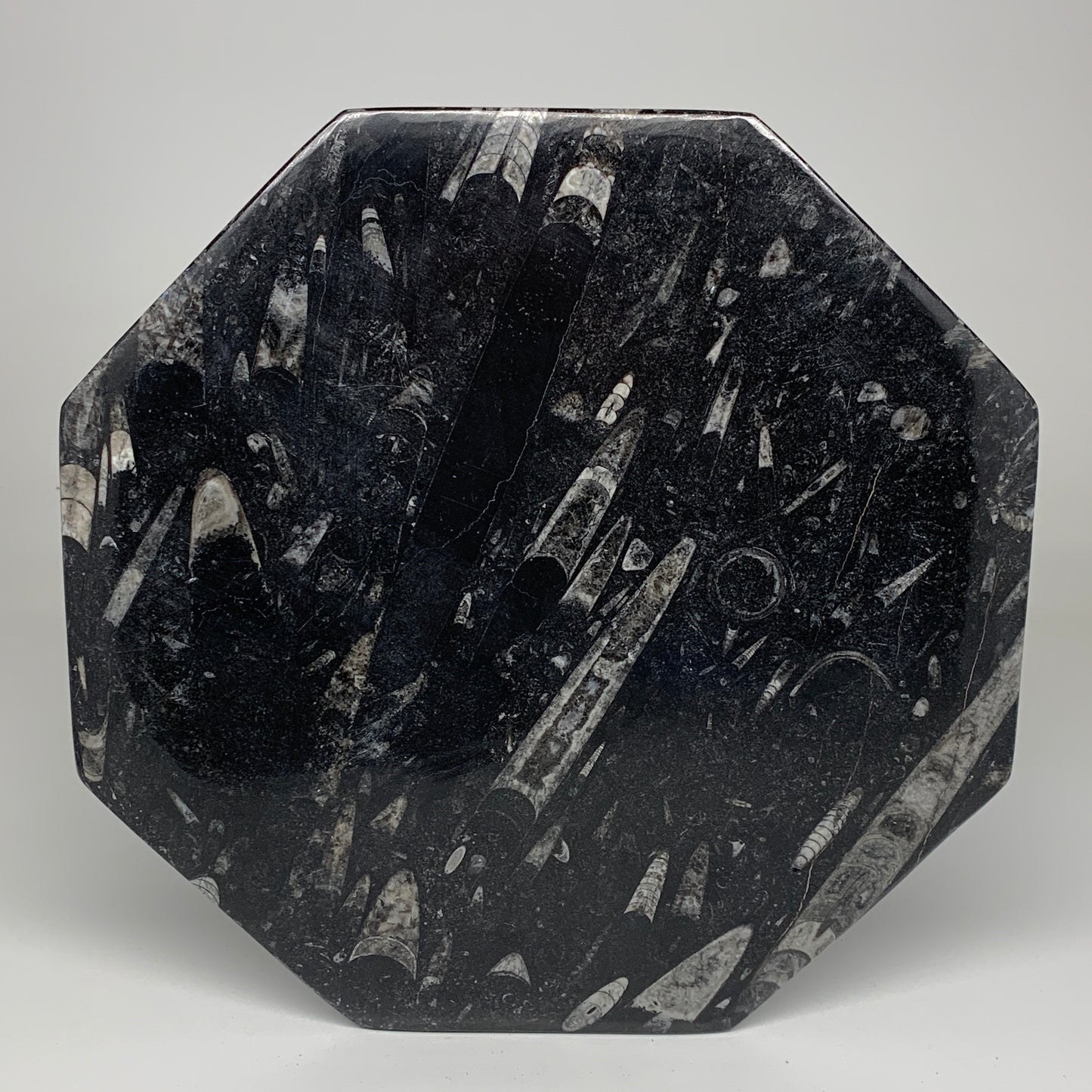 2pcs, 12" Large Octagon Shape Black Fossils Orthoceras Plates @Morocco, B8350