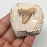 74g,2.2"X2"x1"Otodus Fossil Shark Tooth Mounted on Matrix @Morocco,MF1990