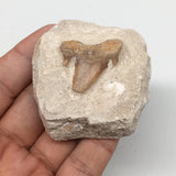 74g,2.2"X2"x1"Otodus Fossil Shark Tooth Mounted on Matrix @Morocco,MF1990