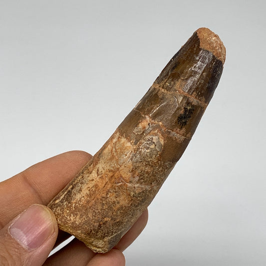55.6g, 3.4"X1"x 0.8", Rare Natural Fossils Spinosaurus Tooth from Morocco, F3222