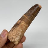 55.6g, 3.4"X1"x 0.8", Rare Natural Fossils Spinosaurus Tooth from Morocco, F3222