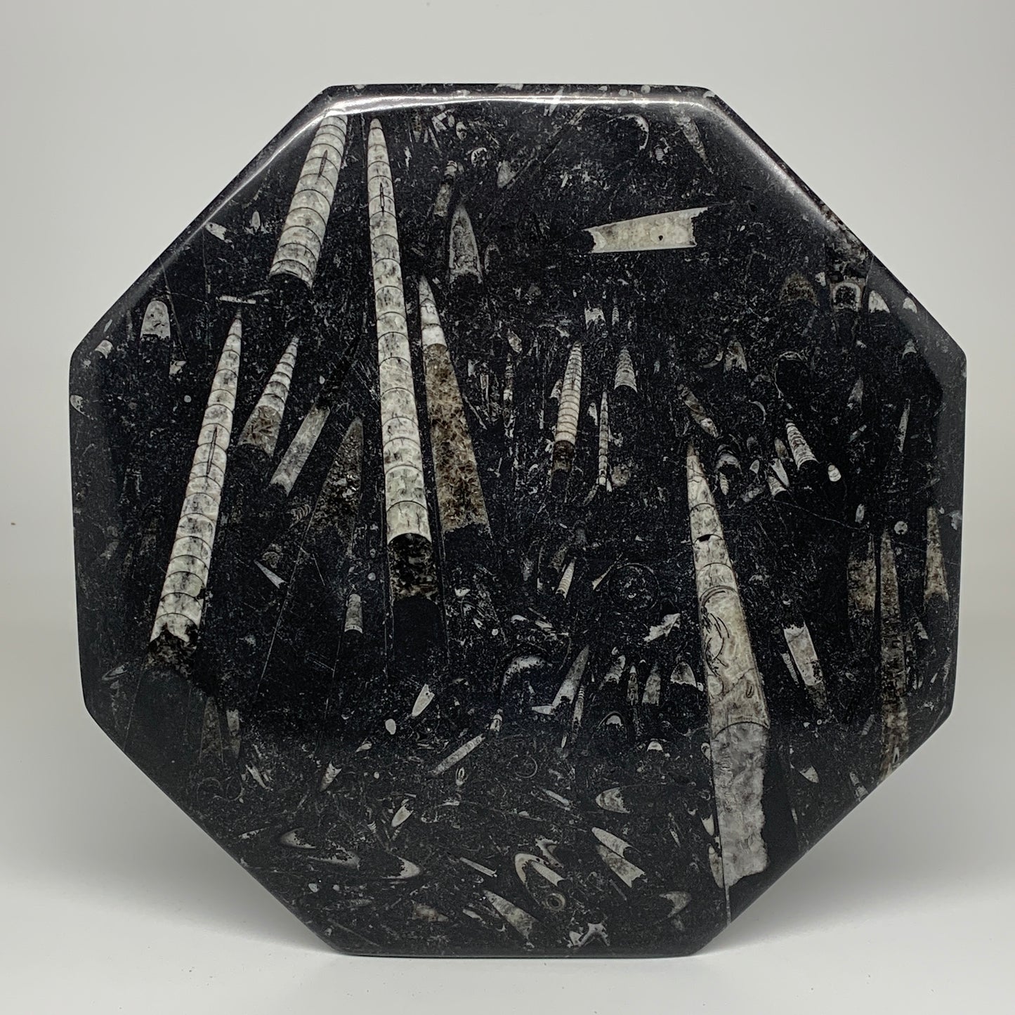 2pcs, 12" Large Octagon Shape Black Fossils Orthoceras Plates @Morocco, B8352