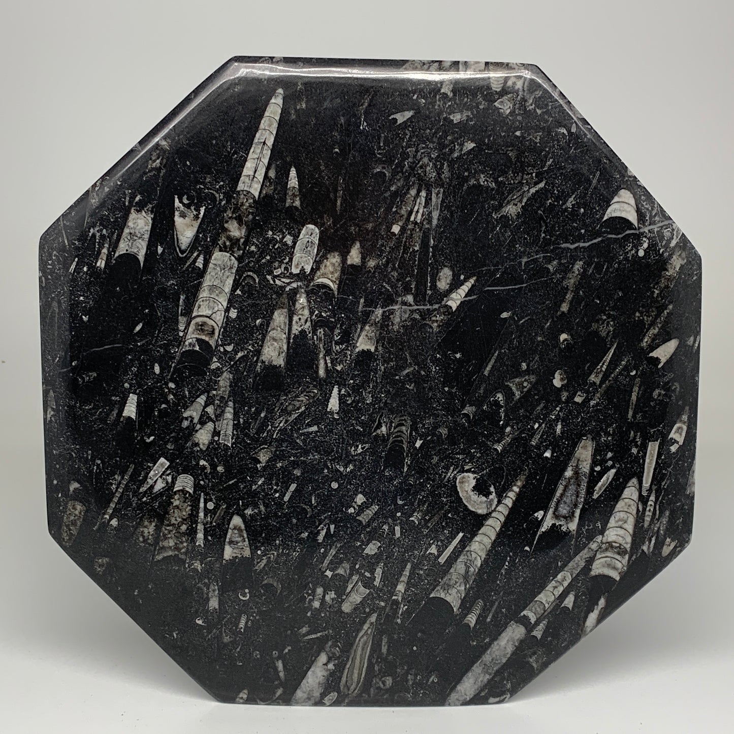 2pcs, 12" Large Octagon Shape Black Fossils Orthoceras Plates @Morocco, B8352