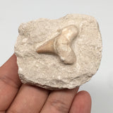 69.5g,2.2"X2"x1.1"Otodus Fossil Shark Tooth Mounted on Matrix @Morocco,MF1992