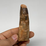 55.6g, 3.4"X1"x 0.8", Rare Natural Fossils Spinosaurus Tooth from Morocco, F3222
