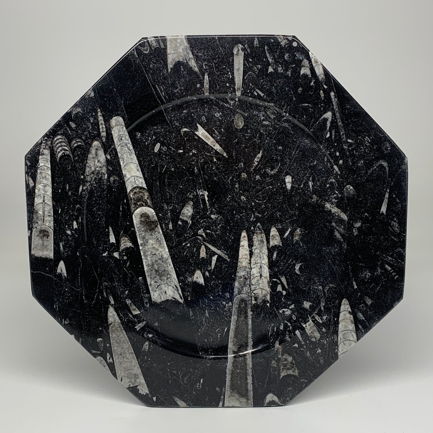 2pcs, 12" Large Octagon Shape Black Fossils Orthoceras Plates @Morocco, B8353