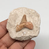 74.7g,2.1"X2"x1.1"Otodus Fossil Shark Tooth Mounted on Matrix @Morocco,MF1993