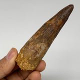 55.9g, 3.7"X1"x 0.9", Rare Natural Fossils Spinosaurus Tooth from Morocco, F3223
